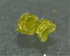 Valerianella carinata