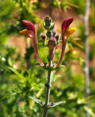 Scutellaria tomentosa