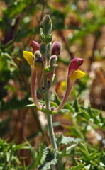 Scutellaria tomentosa