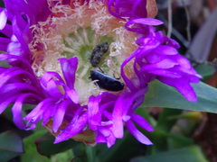 Loboptera decipiens