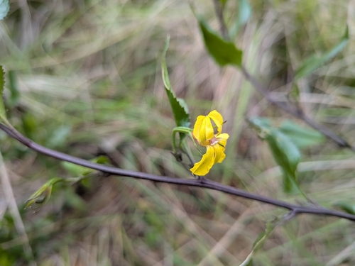 hop goodenia