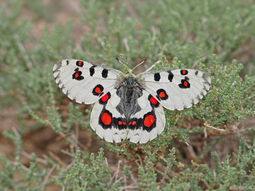 Nomion Apollo
