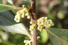 author not stated, no rights reserved Euclea natalensis, photograph author not stated, no rights reserved
