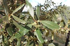 author not stated, no rights reserved Euclea natalensis, photograph author not stated, no rights reserved