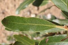 author not stated, no rights reserved Euclea natalensis, photograph author not stated, no rights reserved