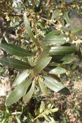 author not stated, no rights reserved Euclea natalensis, photograph author not stated, no rights reserved