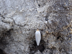 Coscinia chrysocephala