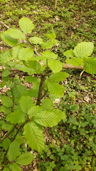 Fagus sylvatica