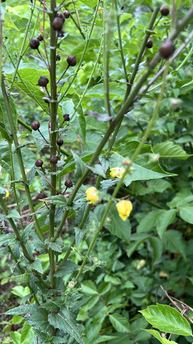 moth mullein