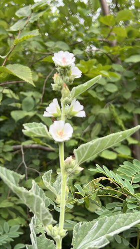 marsh mallow