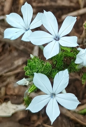 Plumbago zeylanica observed 2026-07-25