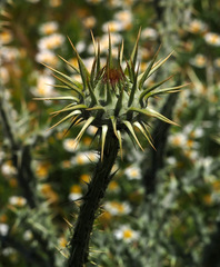 Onopordum palaestinum