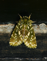 Nyodes acatharta