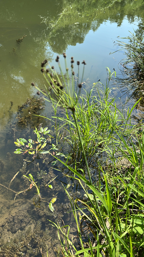 Flowering-rush