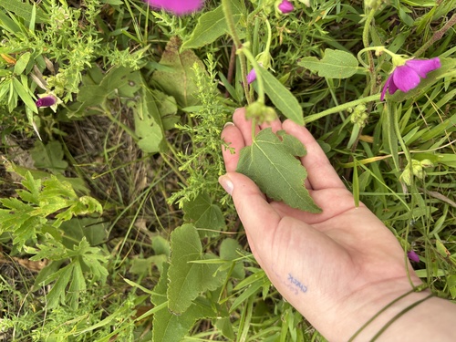 Callirhoe triangulata, photograph 6
