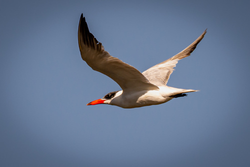 iNaturalist: (c) John G. McHaffie, some rights reserved (CC BY-NC), uploaded by John G. McHaffie iNaturalist image