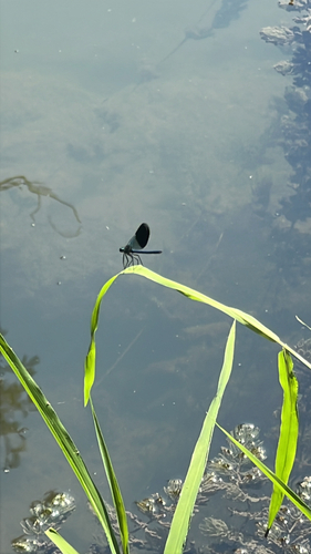 Banded Demoiselle