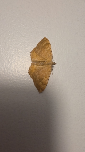 Yellow Shell Moth