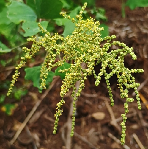 Chenopodium oahuense observed 2026-07-25