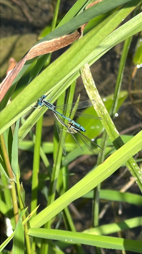Blue Featherleg