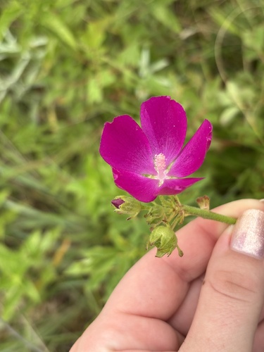 Callirhoe triangulata