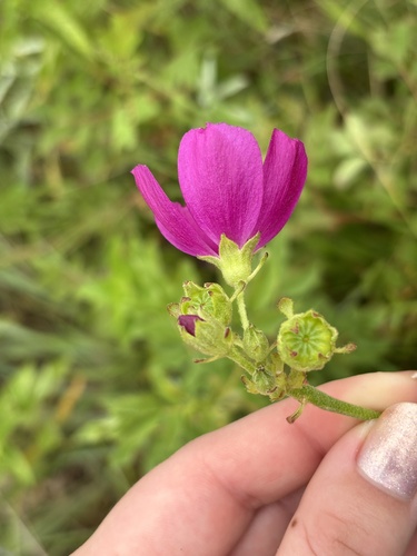 Callirhoe triangulata, photograph 2