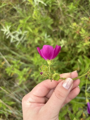 Callirhoe triangulata, photograph 3