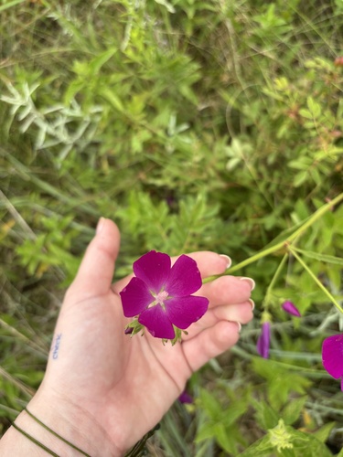 Callirhoe triangulata, photograph 4