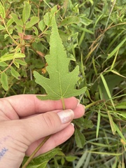 Callirhoe triangulata, photograph (c) Sara Niemuth, some rights reserved (CC BY)