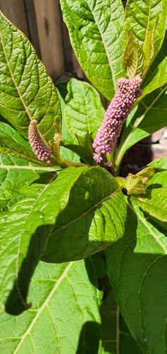 Phytolacca polyandra (Phytolacca polyandra)