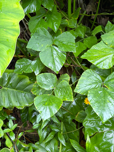 Neustanthus phaseoloides observed 2026-07-25