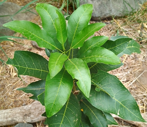 Sapindus oahuensis observed 2026-07-25