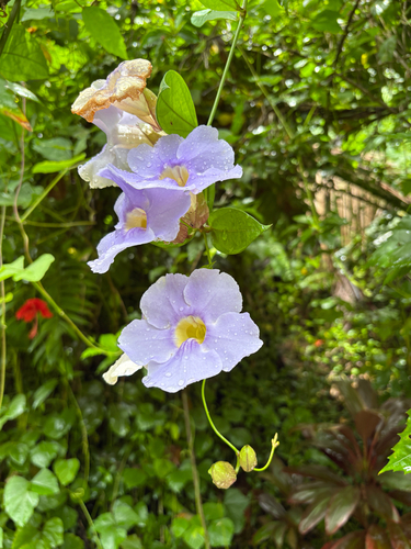 Thunbergia laurifolia observed 2026-07-25