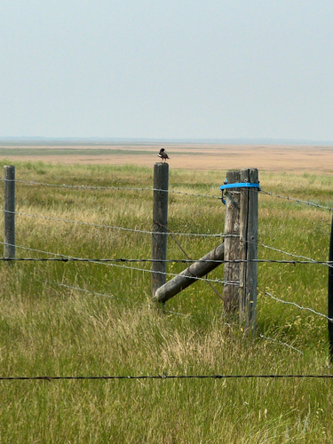 Lark Bunting