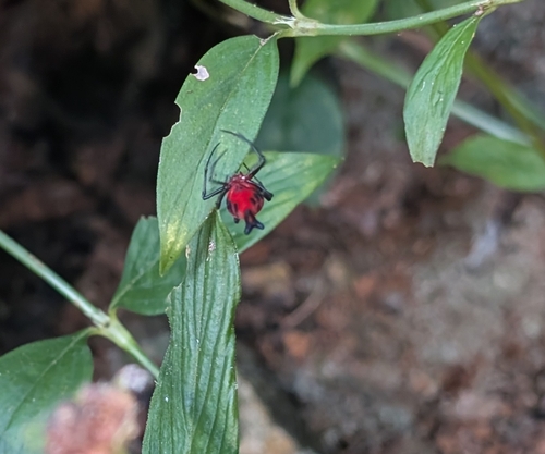 Dominican Spider