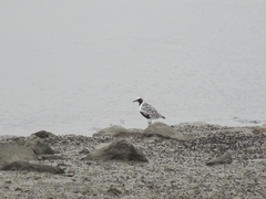 Pluvialis squatarola