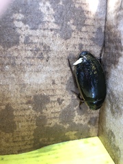 Dytiscus dimidiatus
