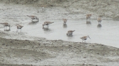Calidris alpina