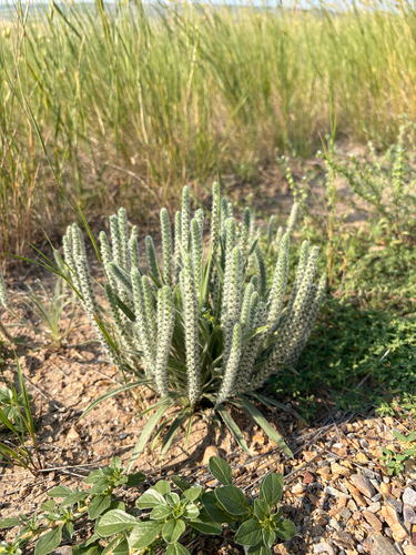 Woolly Plantain
