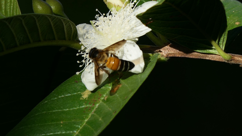 Giant Honey Bee