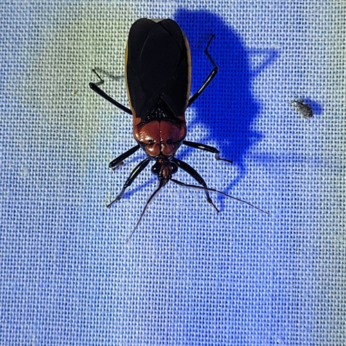 Rhiginia cinctiventris
