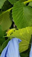Arthropoda