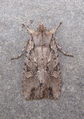 Lithophane disposita