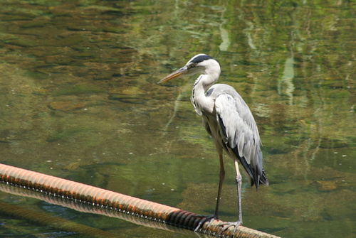 Grey Heron