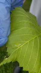 Arthropoda