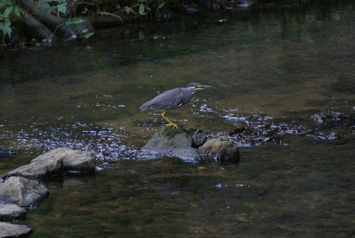 Little Heron