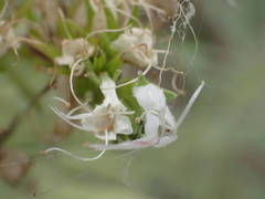 Echium brevirame image