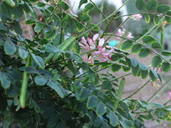 Indigofera jucunda