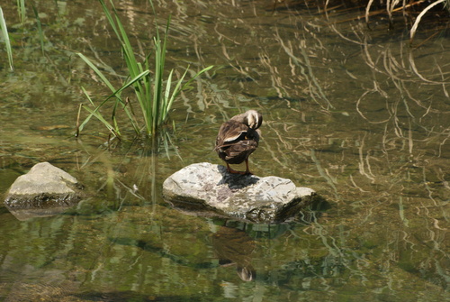 Eastern Spot-billed Duck