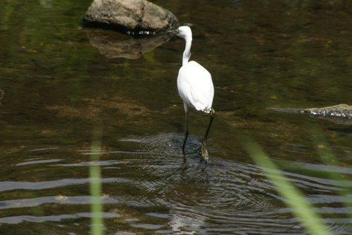 Little Egret